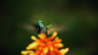 The hidden beauty of pollination  Louie Schwartzberg [upl. by Roi]