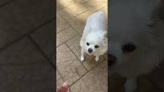 Jacoby loves the backyard and a treat longhairchihuahua Fifteenyearsold [upl. by Angy830]