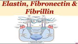 Extracellular matrix Elastin Fibronectin Fibrillin explained in English [upl. by Anwahsal626]