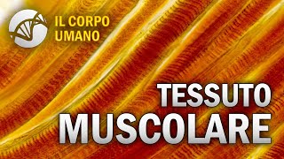 Tessuto Muscolare  Il Corpo Umano [upl. by Teresina]