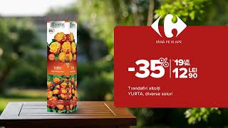 Carrefour  Oferte de primăvară 🌸 Trandafiri altoiţi YURTA amp Arbusti fructiferi XXL [upl. by Amethyst]