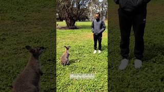 Hungry Wallaby asking for food shorts Wallaby hungrywallaby [upl. by Alek]