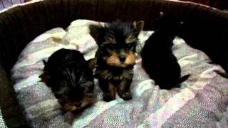 ΓΙΟΡΚΣΑΙΡ ΤΕΡΙΕ ΚΟΥΤΑΒΙΑ  YORKSHIRE TERRIER PYPPIES [upl. by Rozalin]