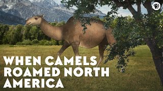 When Camels Roamed North America [upl. by Caputo]