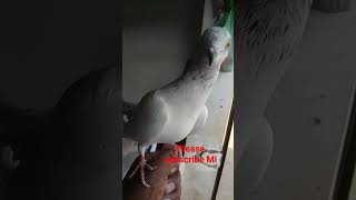 lal sari madi ka shok karo pigeon kabootar [upl. by Ivek]