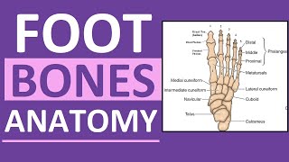 Foot Bones Anatomy Mnemonic Tarsals Metatarsals Phalanges [upl. by Ateiram]