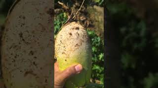 Which radish is handsome Vegetablegardenradishharvestfarmlife [upl. by Aiynat859]