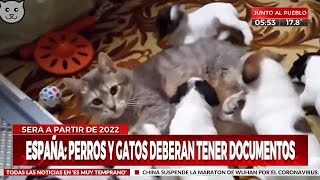 ¿DNI para gatos y perros en España [upl. by Aicats]