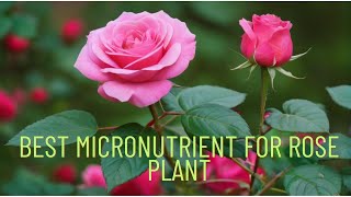 Best micronutrient for Rose plant  how to use it [upl. by Loftus]