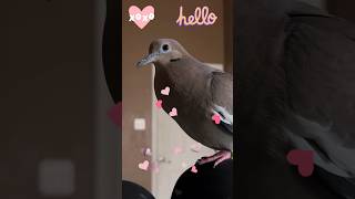 💖 “HELLO COOS” from Myrtle the DOVE🕊️ dove cooing pigeon birds doves dovebird [upl. by Jesh]