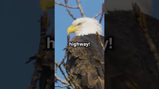 3 Incredible Eagle Facts You Didnt Know 🦅 shorts wildlife [upl. by Izmar109]