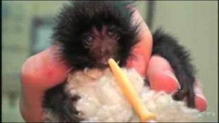 Rare baby monkey born in UK [upl. by Roel]