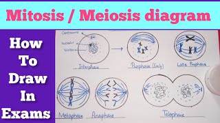 Easy steps to draw mitosismeiosis diagram  Mitosis diagram  Meiosis diagram [upl. by Ekaj]