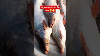 incredible Pangash fish fishing fishingvideo pangasinan shorts fishcutting fishcuting [upl. by Uela]