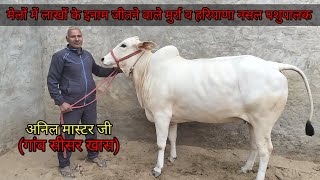 Excellent Haryana👉Breed Heifer👍Anil Master Ji Village Sisar Khas💪 [upl. by Assiruam]