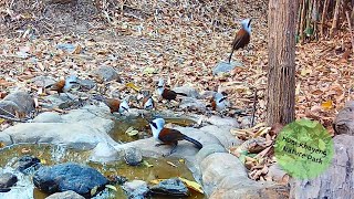 Birds at Rocky Pool Feb 2024 [upl. by Aihtekal]