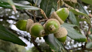 Quercus ilex  Holm Oak [upl. by Litch]