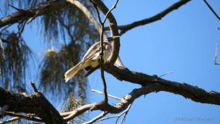 Noisy Friarbird Philemon corniculatus  Lärmlederkopf [upl. by Chariot602]