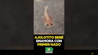 📹🌟 ¡AJOLOTITO BEBÉ ENAMORA CON SU PRIMER NADO [upl. by Tamer]