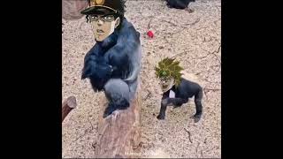 Monkeys Bizarre Adventure [upl. by Gnuhp]