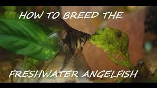 HOW TO BREED FRESHWATER ANGELFISH PART 7 OF 7 THE WRAP UP [upl. by Engvall]