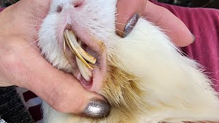 Guinea Pig with Giant Splinter Teeth [upl. by Eelah]