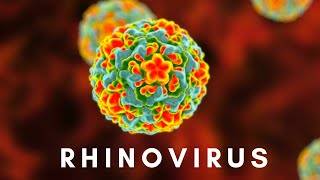 Rhinovirus and the Common Cold [upl. by Atsahc]