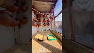 Beautiful birds budgies parrot colony 🐦🕊️🦜🤠 rap hiphop birds finchworld bird shortsfeed [upl. by Anitsirhc]