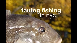 Tautog Fishing in New York City [upl. by Hawker900]