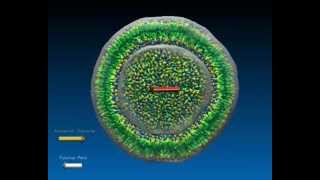 DMPC Liposome under oscillating electric field [upl. by Aimas]