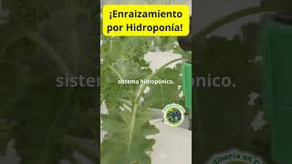 Enraizamiento por Hidroponía Sistemas Hidropónicos para Cultivar Plantas en Agua con Nutrientes [upl. by Isabea]