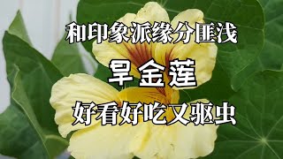 和印象派缘分匪浅旱金莲 Nasturium好看好吃又驱虫 [upl. by Shandie]