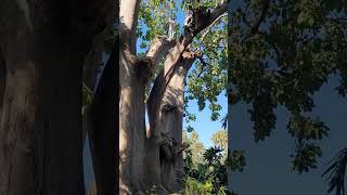 Los Angeles California Fullerton Arboretum travel vlog nature [upl. by Iredale]