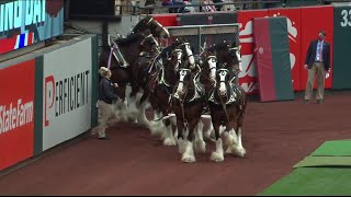 Budweiser Clydesdales circle the field at Busch Stadium [upl. by Till846]