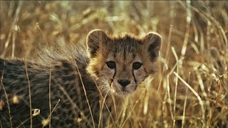 Cheetah Vs Hyena Fight for the Kill [upl. by Bethanne]