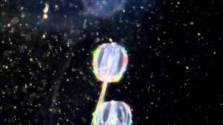 Amazing Colorful lights Warty Comb Jelly Sea Walnut 2 [upl. by Gerald]