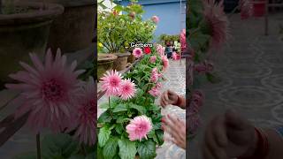 Gerbera Maximum Flowering Tips shorts shortsfeed garden [upl. by Atiuqad]