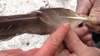 Identification of eagle feather and laws governing possessing American Bald Eagle parts [upl. by Ciri943]