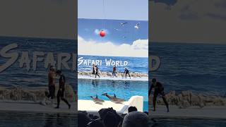 dolfin show safari world in Bangkok Thailand viral viralvideo shorts travel subscribe 👆🙏😊 [upl. by Harhay]