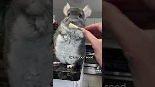 Cute Chinchilla holds random objects [upl. by Gerson]