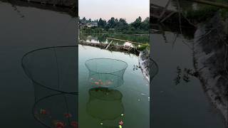 Amazing Fishing Idea shorts ytshorts viralshorts [upl. by Epoh]