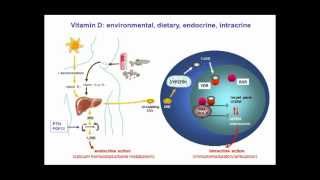 Nutrient mechanisms in infection Vitamin Ddeficiency by Martin Hewison [upl. by Yerag]