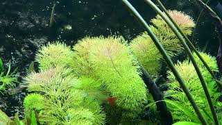 The easiest aquarium stem plant No fertilisers or Co2 required [upl. by Clarie]