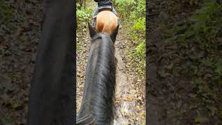 🐎💖 Horse riding in the Woods after the Rain  Passeggiata a Cavallo nel Bosco dopo la Pioggia 🐎💖 [upl. by Scurlock788]