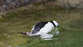 Bufflehead  A Fascinating Waterfowl of North America [upl. by Littman]