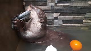 OTTER EATING AND SWIMMING IN THE POOL otterlyadorable カワウソ ottervideos [upl. by Nadirehs211]