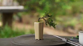 Making mini bonsai Juniperus Chinensis [upl. by Hightower]