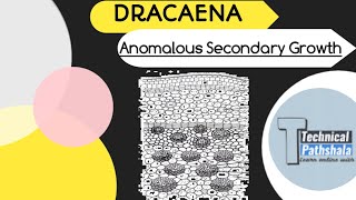 Anomalous Secondary Thickening In Dracaena  Plant Anatomy And Embryology [upl. by Ondine836]