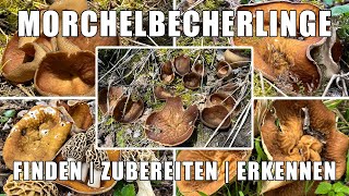 Morchelbecherling Verwechslung  Wo wachsen Morchelbecherlinge  Zubereitung Rezept  Flachmorchel [upl. by Eenhpad]