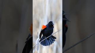 one of the aggressive members of the Passeriformes orderRedwinged Blackbird Agelaius phoeniceus [upl. by Yrahca]